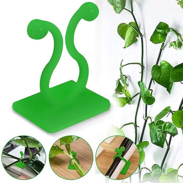 Money Plant hook (3 Box)