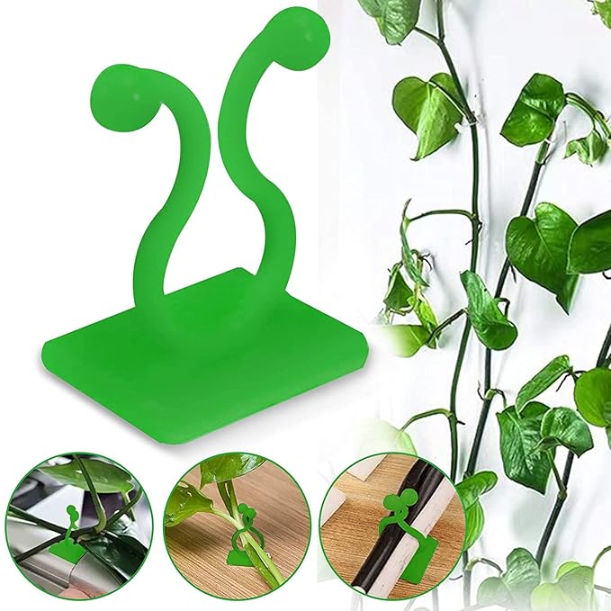 Money Plant hook (3 Box)