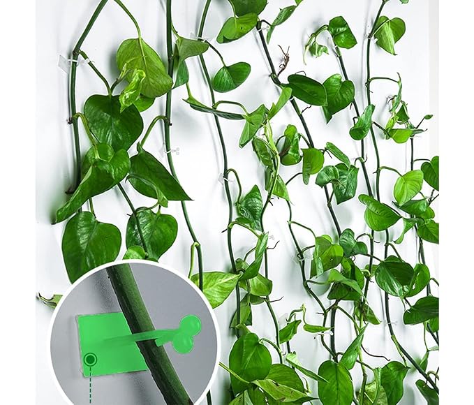 Money Plant hook (3 Box)