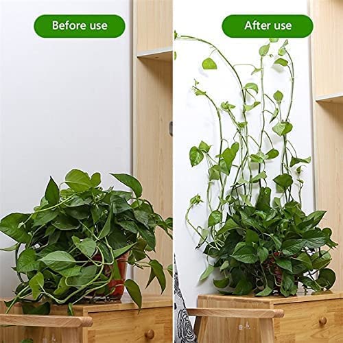 Money Plant hook (3 Box)
