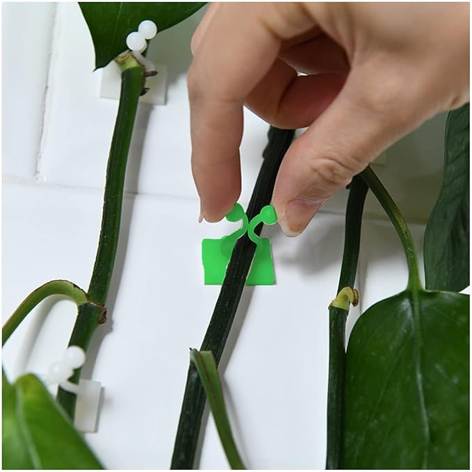 Money Plant hook (3 Box)