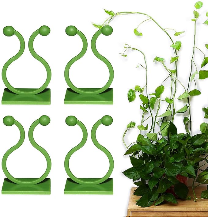 Money Plant hook (3 Box)