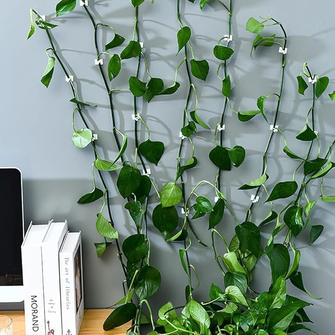 Money Plant hook (3 Box)